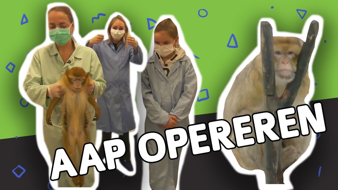 HOE WORDEN DIEREN VERZORGD BIJ STICHTING AAP? // Willem Wever // #76