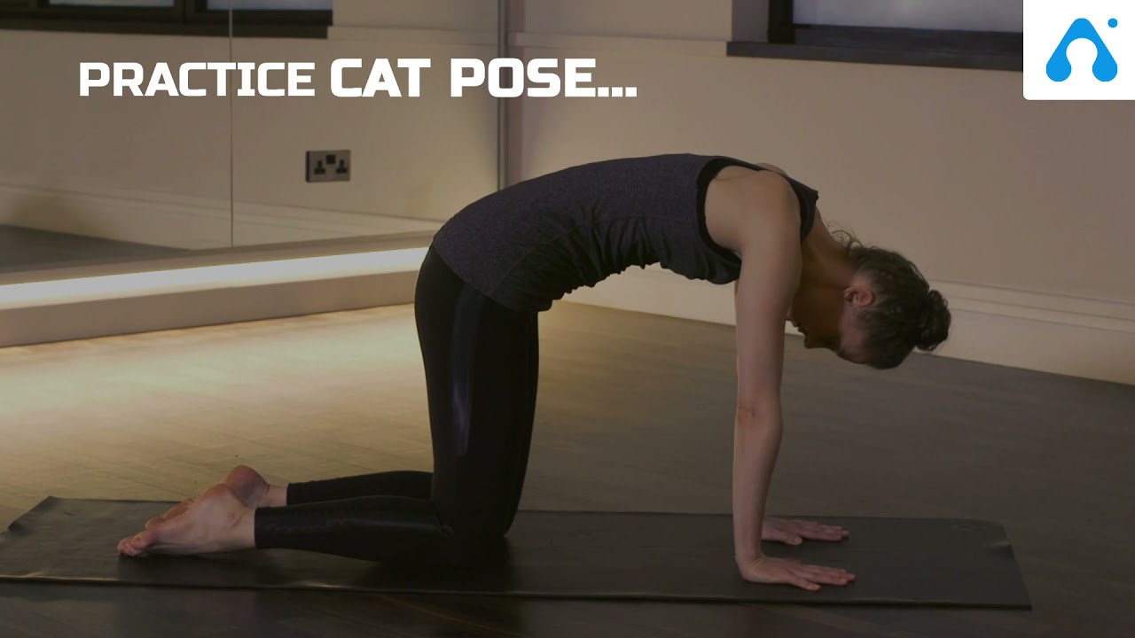 Happy Yoga Day | Yoga Day 2021 | Animals & Yoga