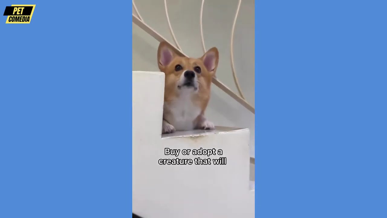 Hilarious Funny Dog Compilation| Cutest and Funniest Dogs Ever! Compilation #113 | Pet Comedia