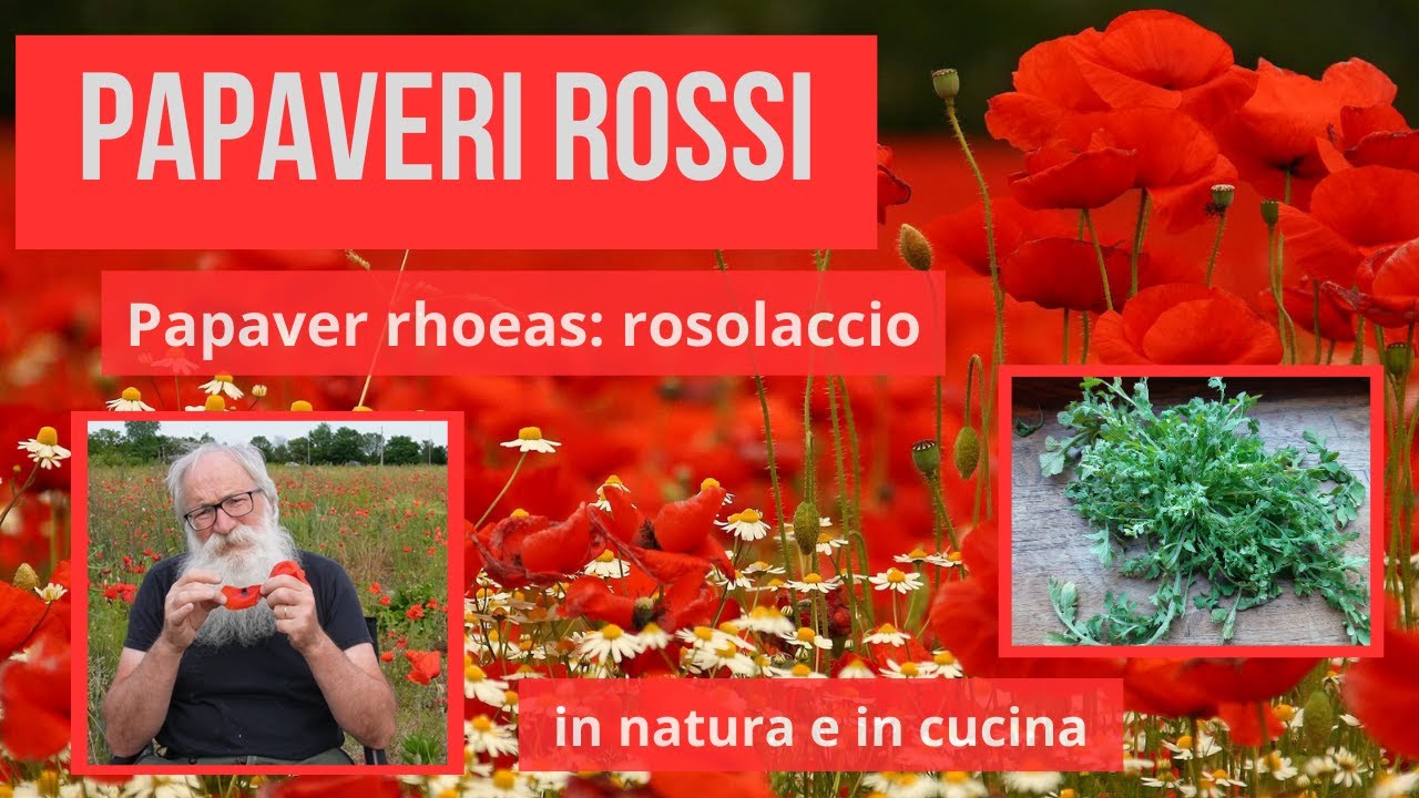 Papaveri rossi: Papaver rhoeas