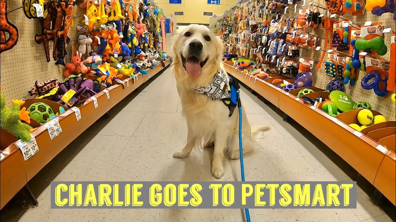 My Dog Meets New Friends At The Store | Charlie Goes To Petsmart