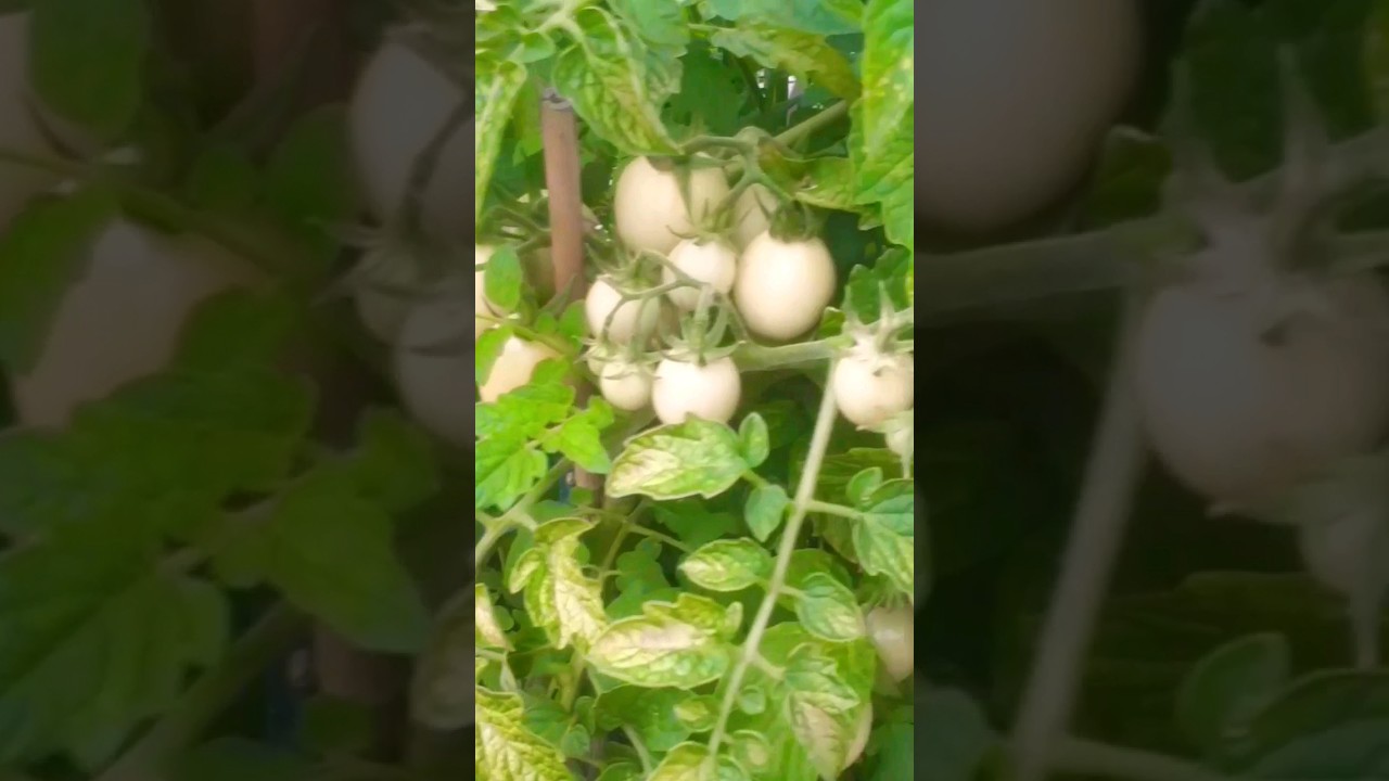 Thai Pink Tomatoes, are almost Ready #shorts #shortsviral #tomatoes