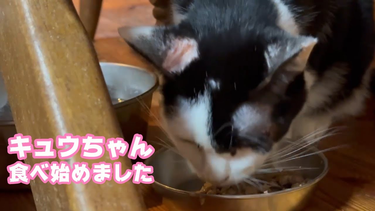 りんご猫のキュウちゃん  少し食べ始めました2026 01 22 1
