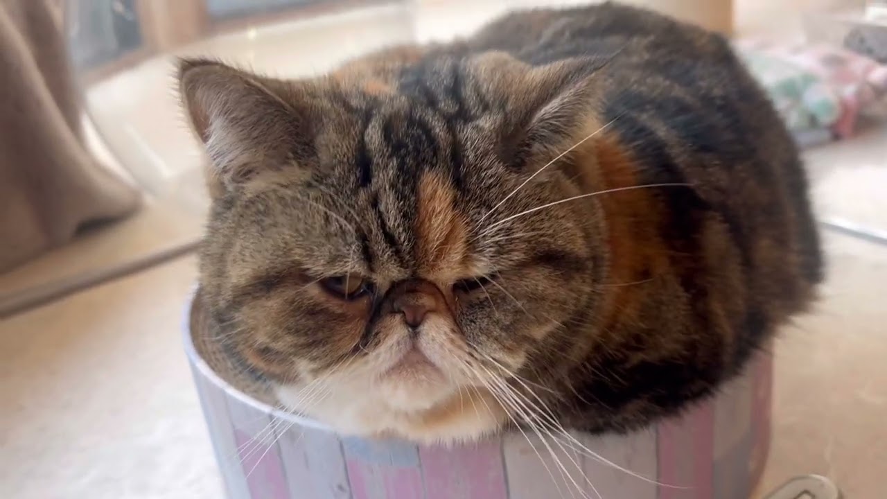 猫カフェの可愛いにゃんず🐾😍#meow #cats #adorablecats #貓咪#고양이 #猫カフェ#catcafe  #猫咖#可愛い猫 #癒し猫動画 