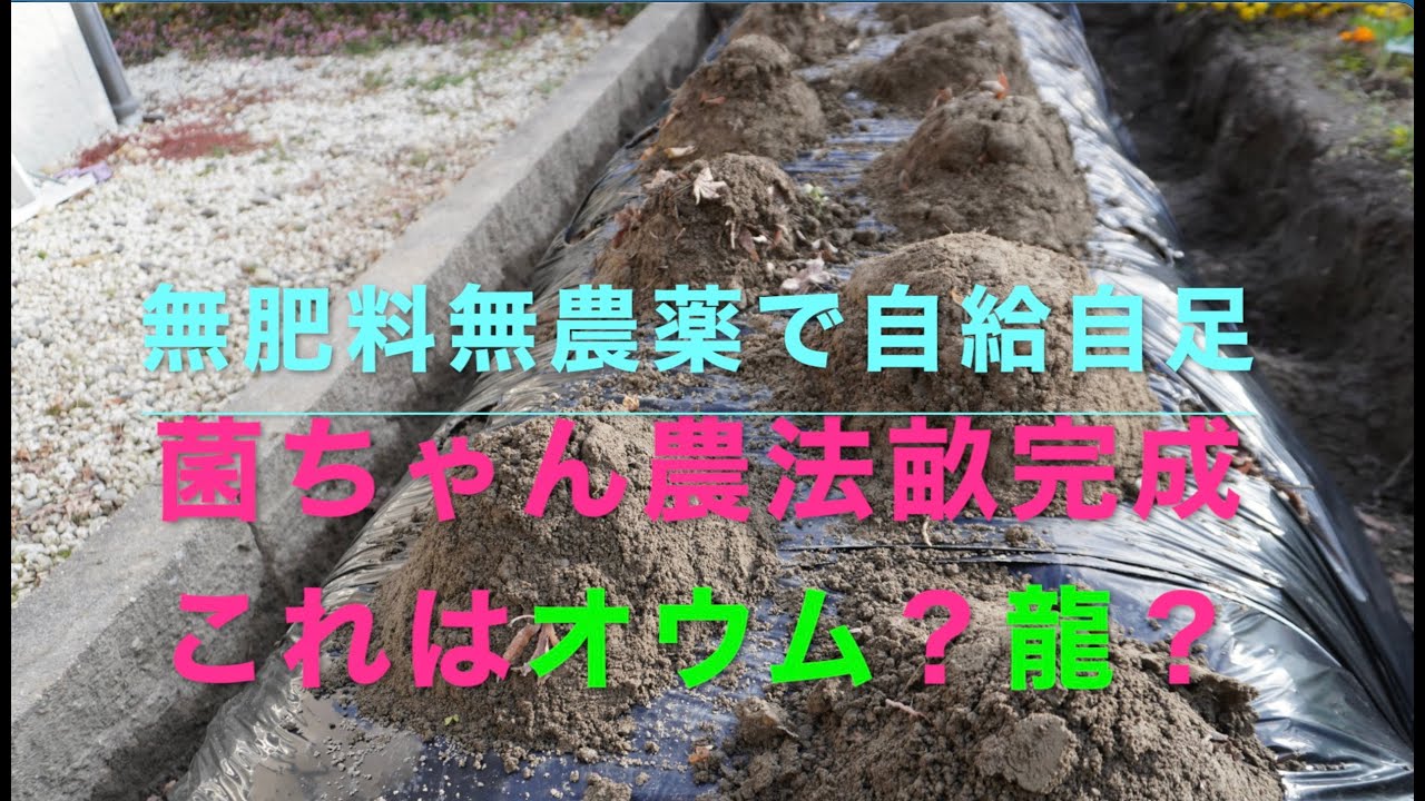 無肥料無農薬で自給自足　菌ちゃん畝完成❗️これはオウム⁉️龍⁉️　雨が降ったのでマルチ掛けをして、菌ちゃん農法の畝が完成しました❗️その完成形が面白い🤣
