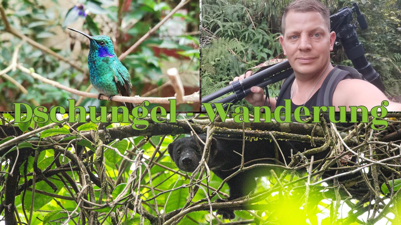 Dschungel Wanderung mit seltener Wildtiersichtung in Costa Rica Wildlife Fotografie