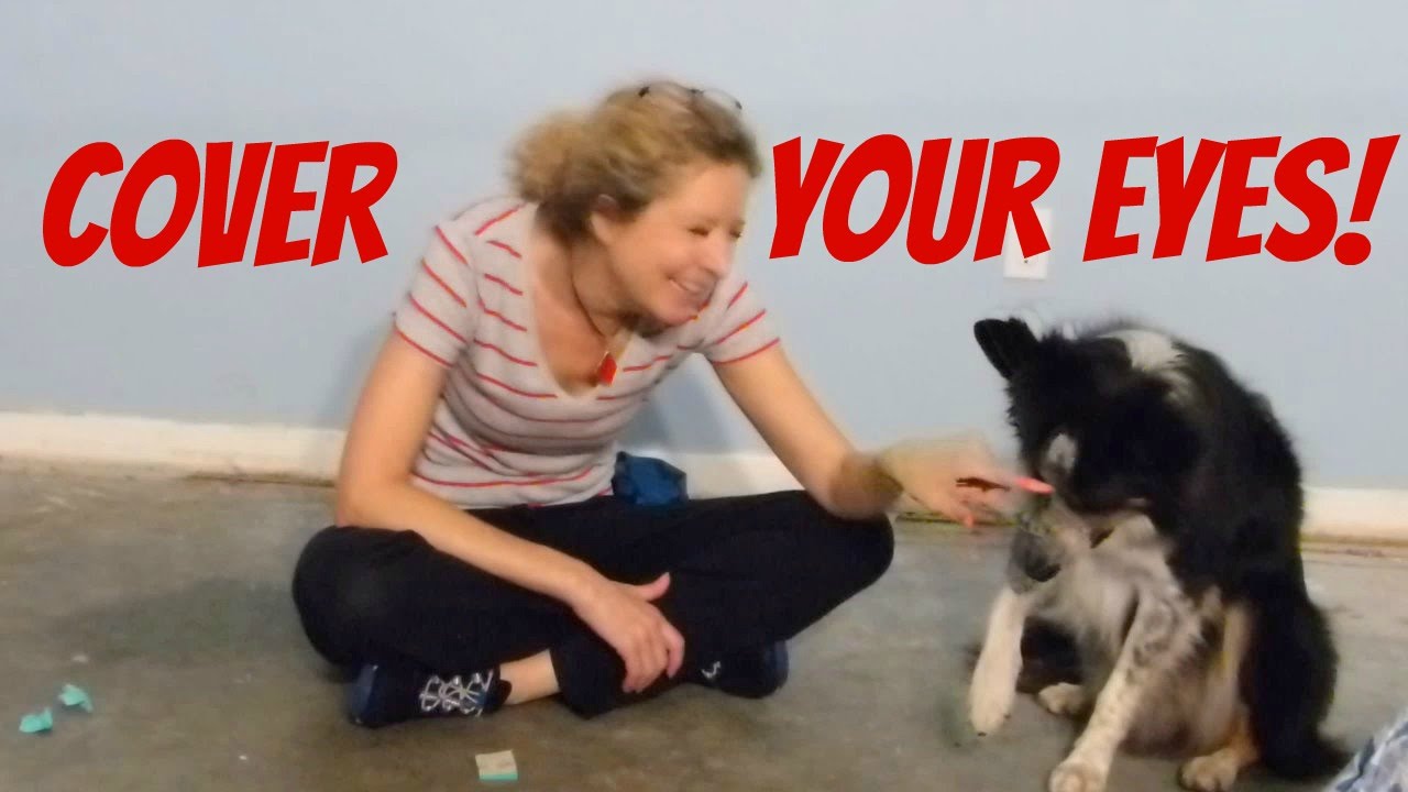 Teach Your Dog to Cover His Eyes