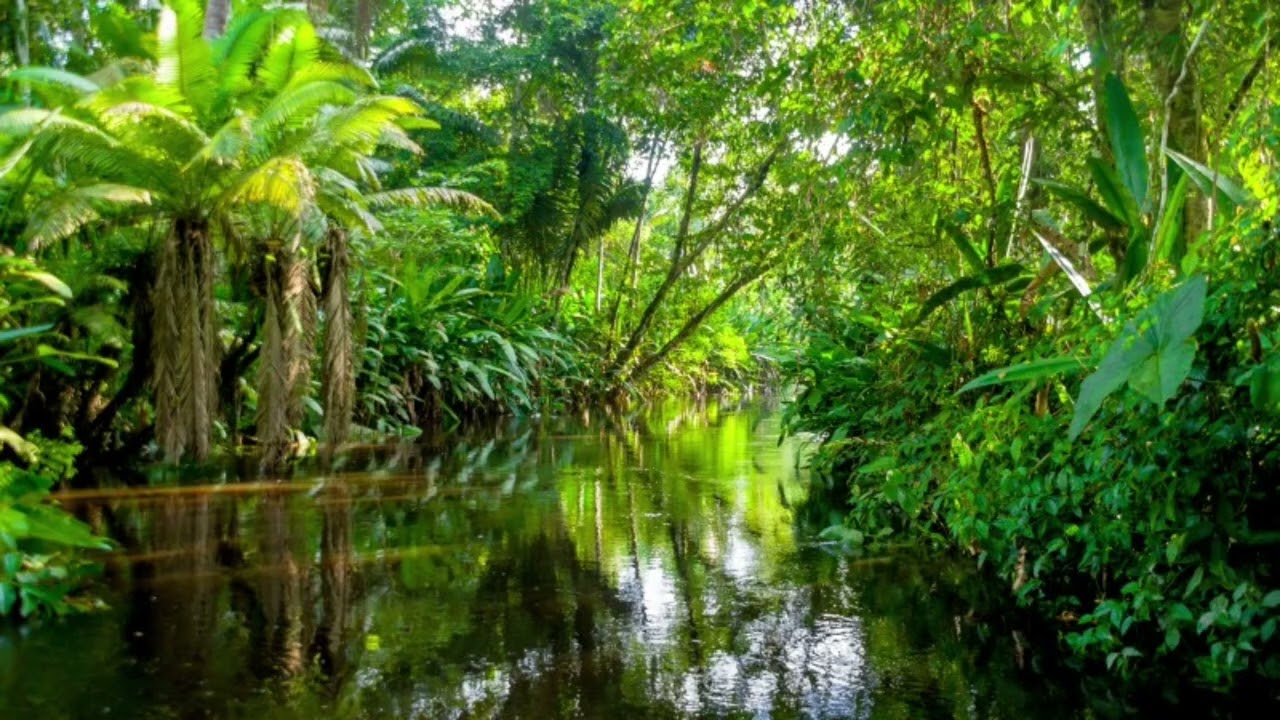 Brazil's Amazon rainforest sound