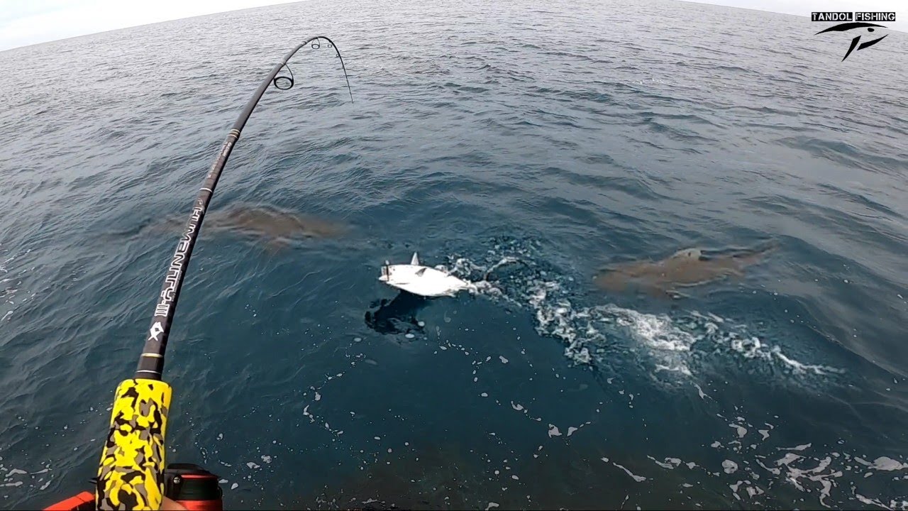 Tulingan Nakipaghabolan Sa Mga Pating Kaya Nauwi Sa.. | Rock Fishing