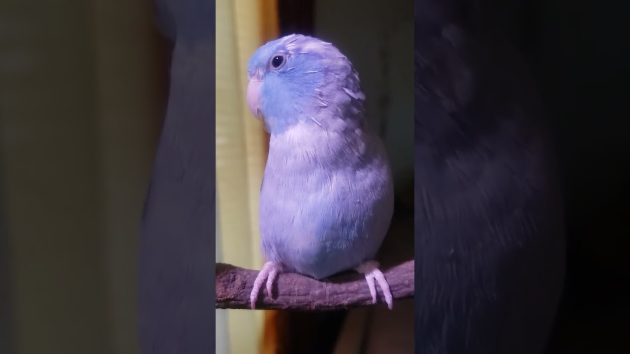 Azul , my cute parrotlet mimicking cute phrases
