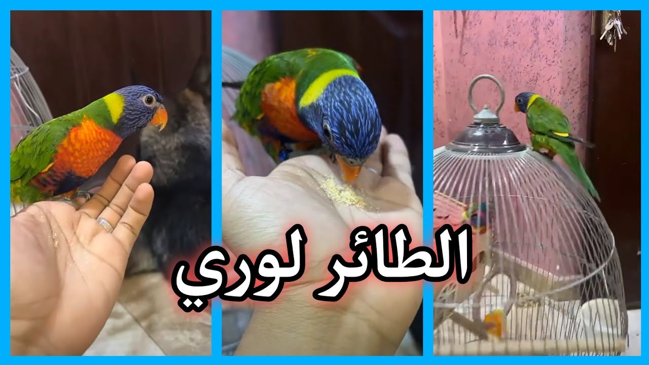 عبدالرحيم و الطائر الجديد لوري وتكلفة الاكل حق لوري 😱 \ سناب عبدالرحيم Bingoo