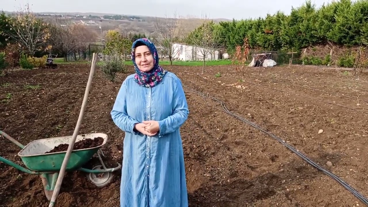 Dana Burnu Zararlısı İçin  Kışlak Tuzak Nasıl Hazırlanır