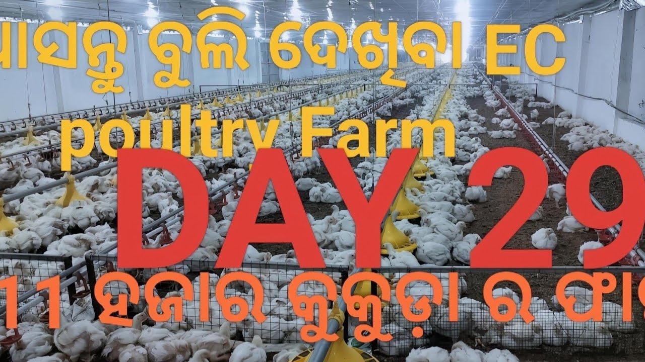 ଆସନ୍ତୁ ବୁଲି ଦେଖିବା EC poultry Farm,Day 29,  11 ହଜାର କୁକୁଡ଼ା ର ଫାର୍ମ..🐔🐔 PATI Agro Farms 