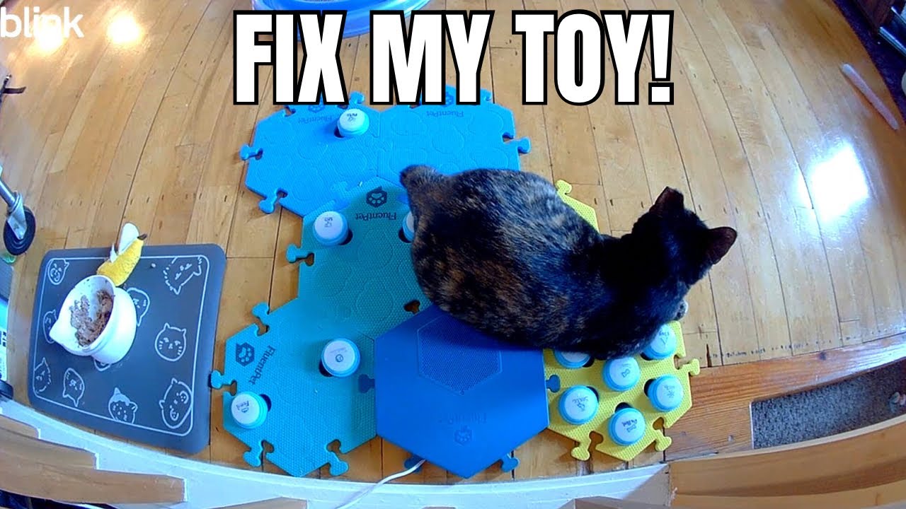 Cat Uses Buttons to Ask for Tech Support on Broken Toy