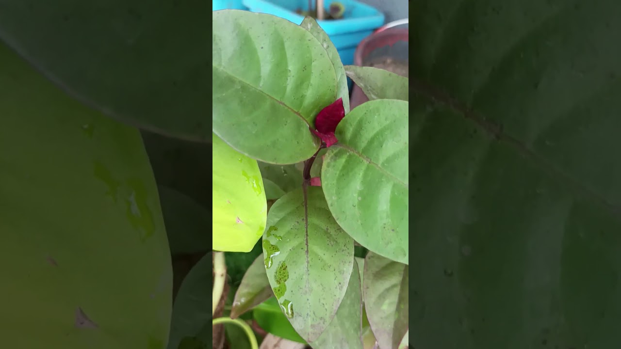 Beautiful purple 💜 💜 baby leaf of Eranthemum plant  #garden #houseplants #Eranthemum #shorts