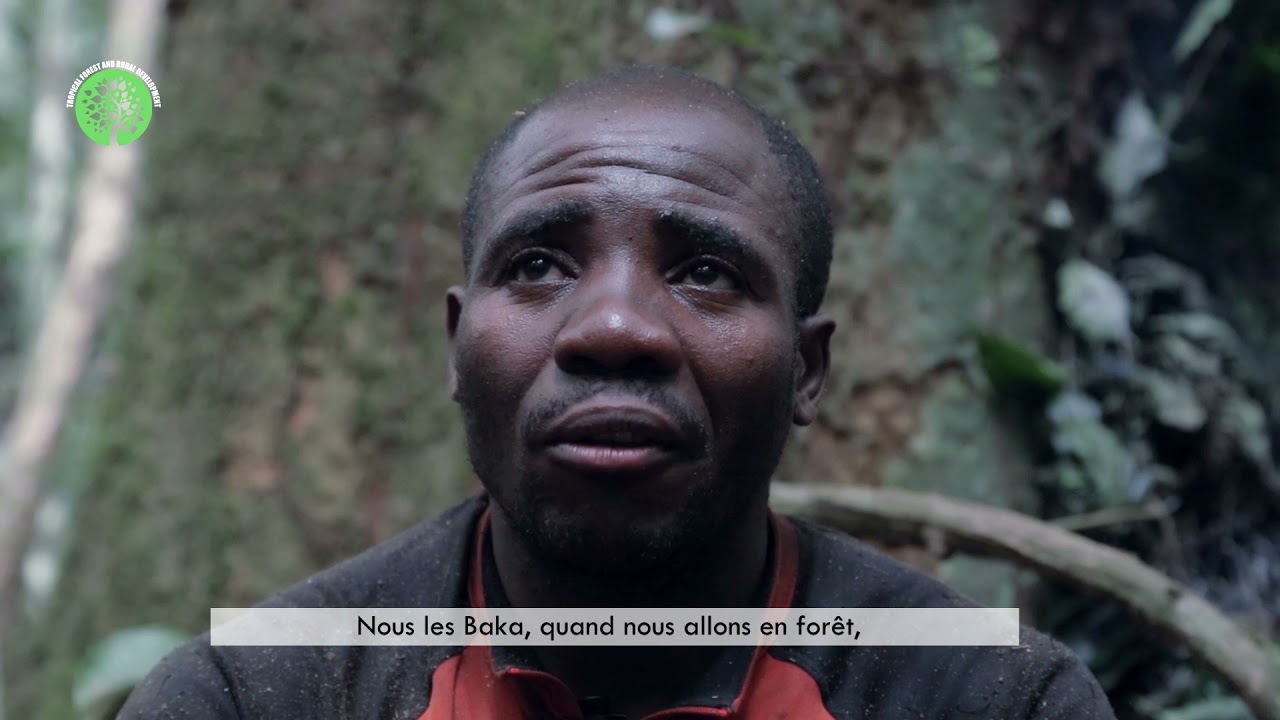 LA CHASSE CHEZ LES PYGMEES BAKA DU CAMEROUN