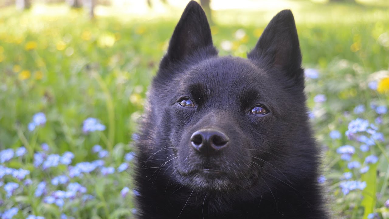 Jekku Schipperke 5 years part 2/2   Jekku 5 vuotta osa 2/2