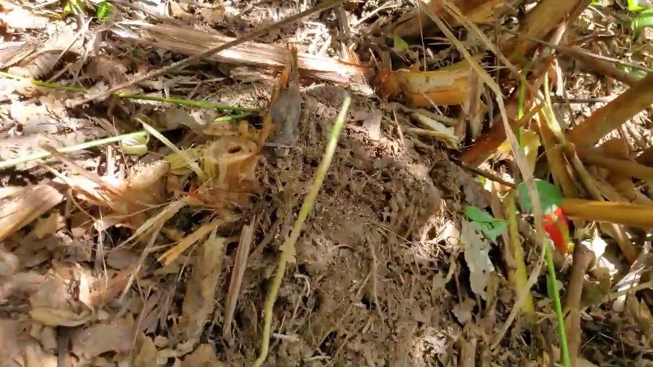 How to dig yam... it's about survival