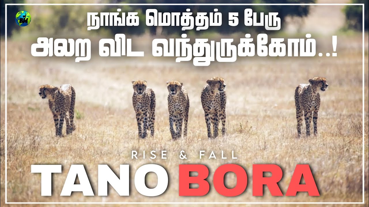 வரலாற்றில் இதுவரை காணாத 5 சீட்டா கூட்டணி | Tano bora | 5 Male cheetah coalition | Tamil | BioWorld