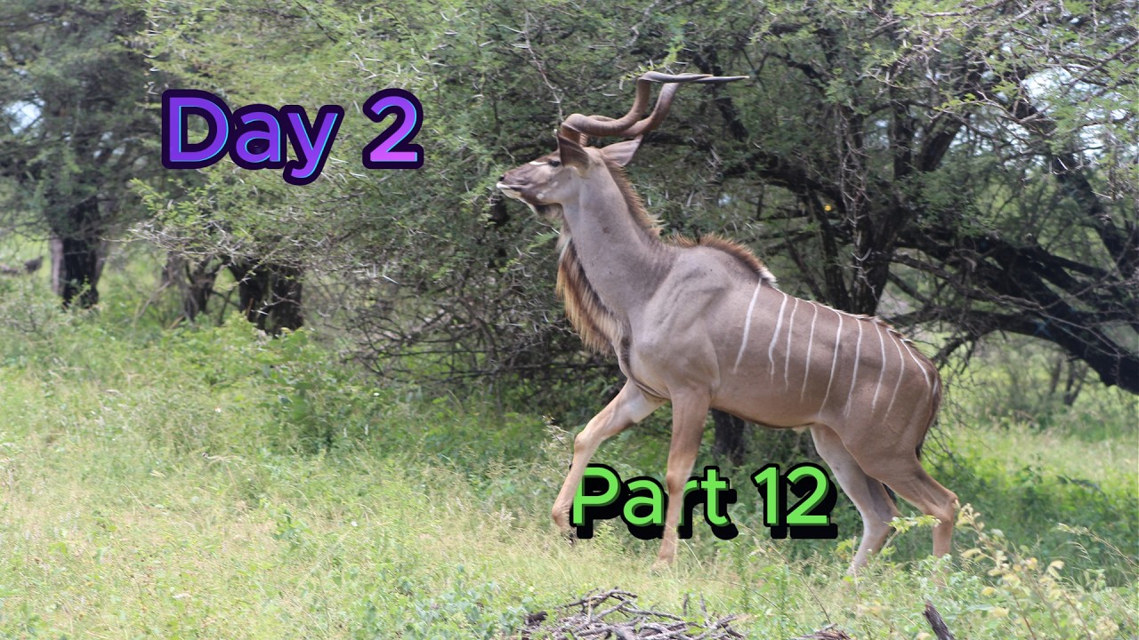 😊Kudu | Vlermuis / Bat | Kruger National Park