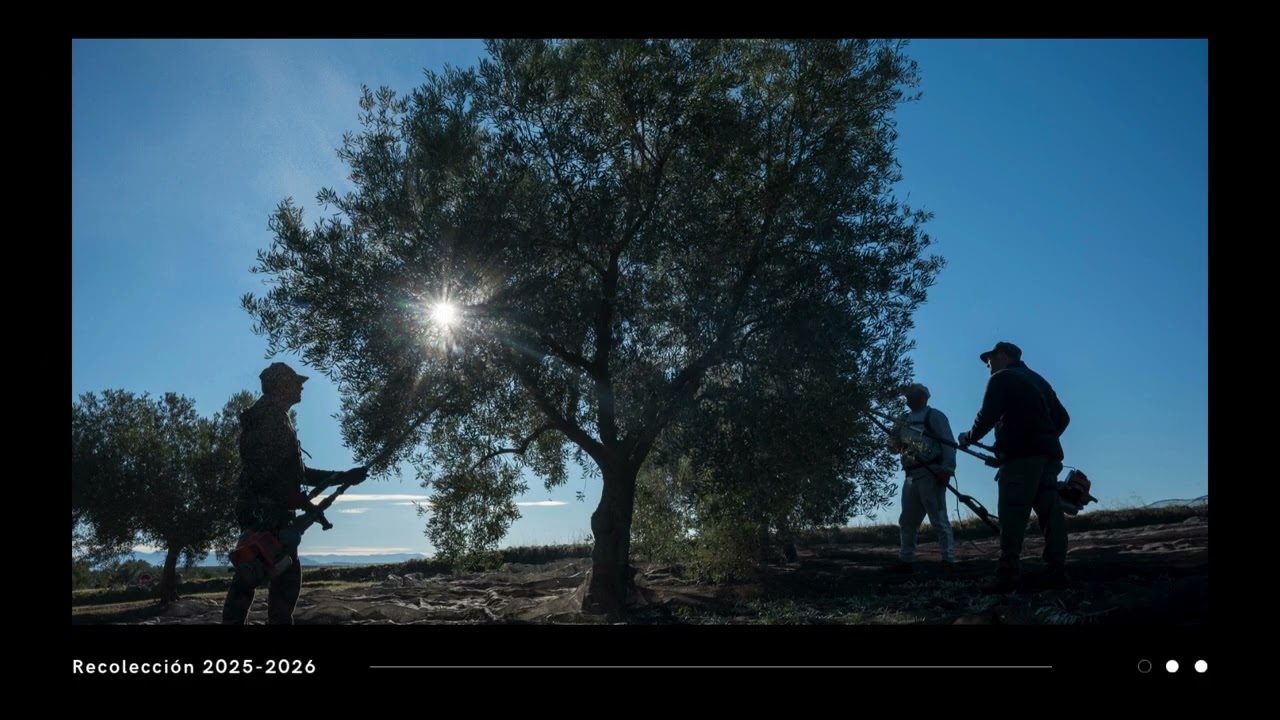 La recolección de la aceituna en Sierra Mágina campaña 2025/2026