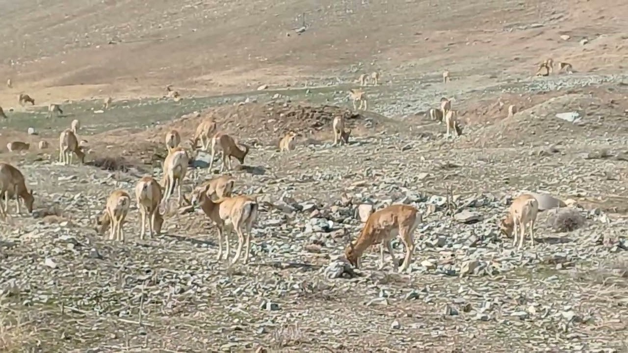 حیات وحش زیبای شهر توریستی لواسان 