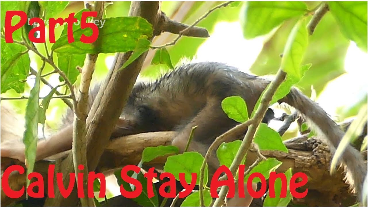 Finally! Very Sadness Pity Poor Baby Calvin Was Caci Release Orphan Baby Calvin Alone On The Tree.