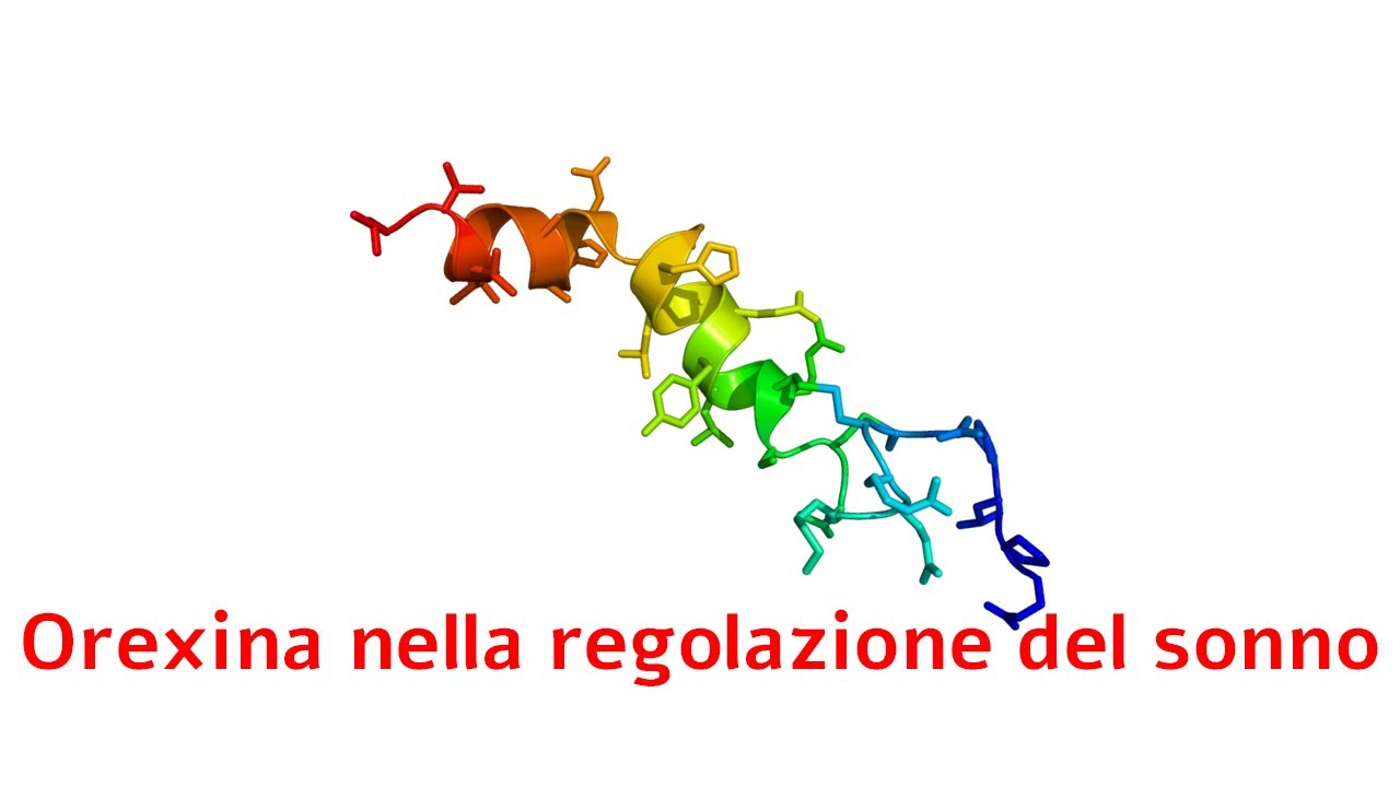 XXIV CONGRESSO SINPF: Giovanni Biggio L'Orexina nella regolazione del sonno