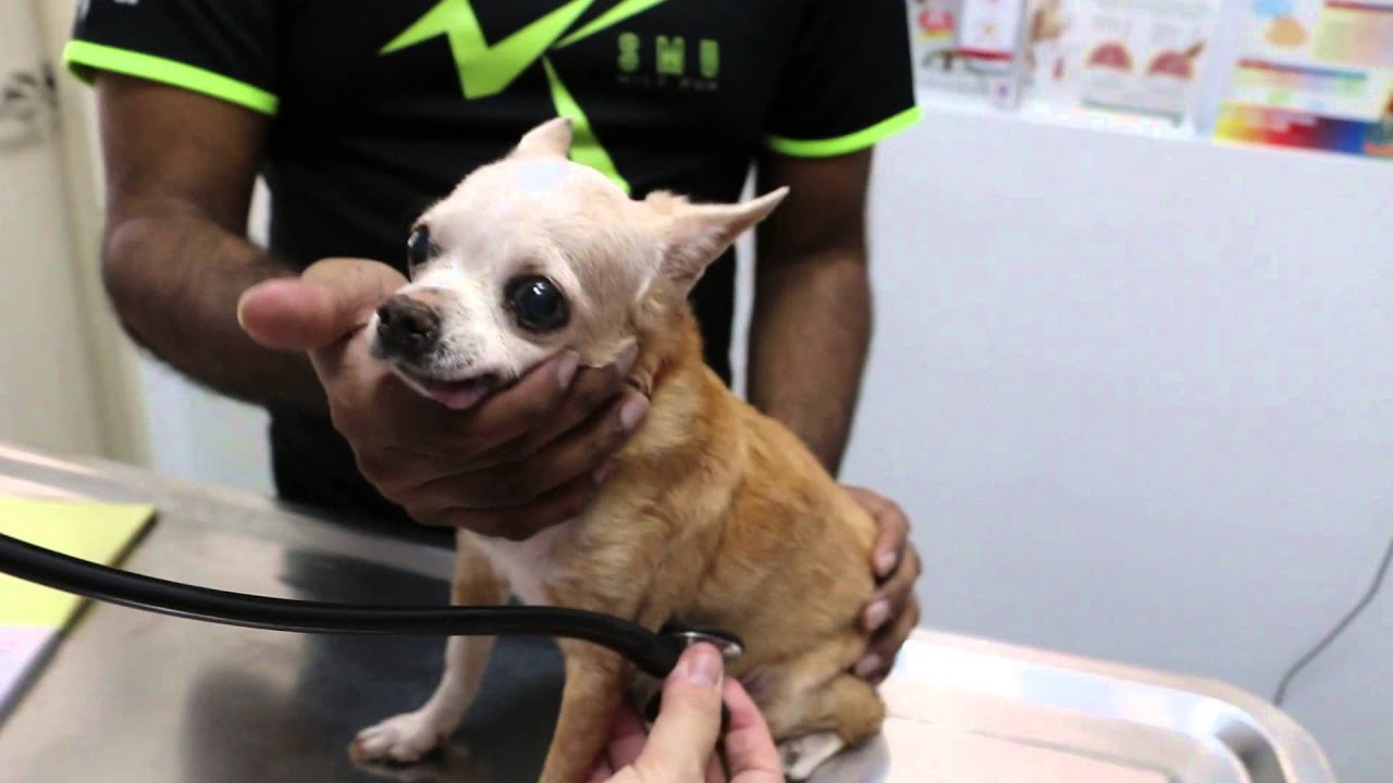 A 16-year-old Chihuahua keeps coughing