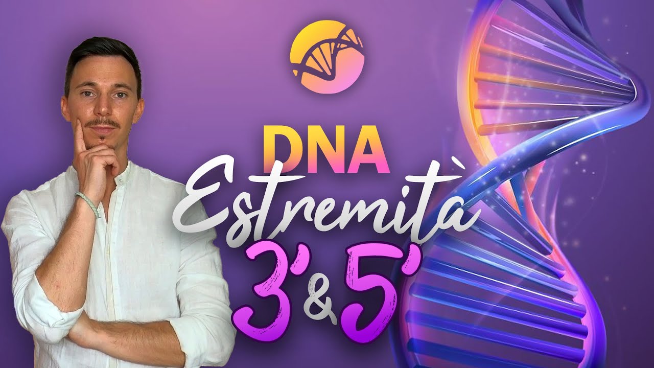 Estremità 3' e 5' del DNA