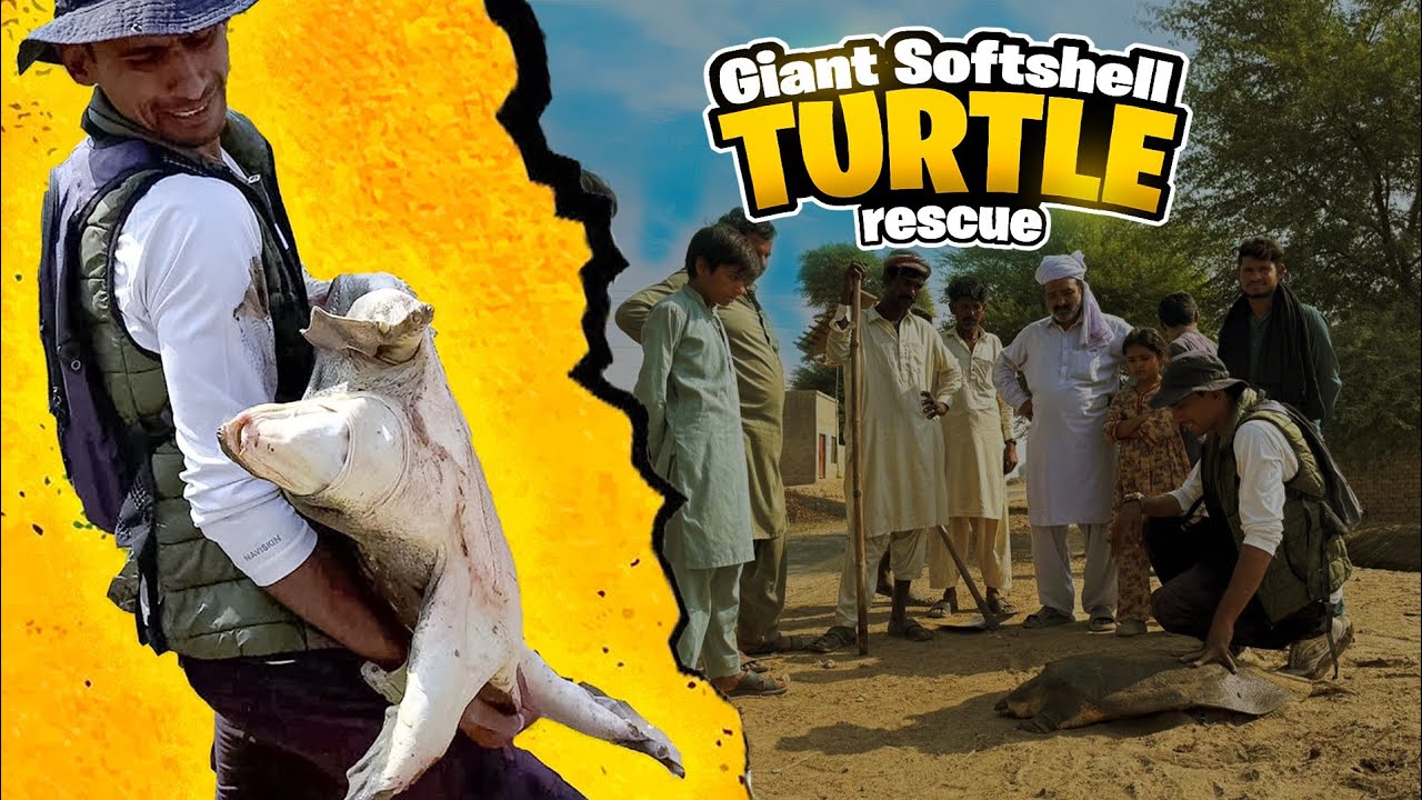 Huge Softshell Turtle | 40kg Wild Turtle | Wildlife Rescue of Endangered Specie | Documentary 