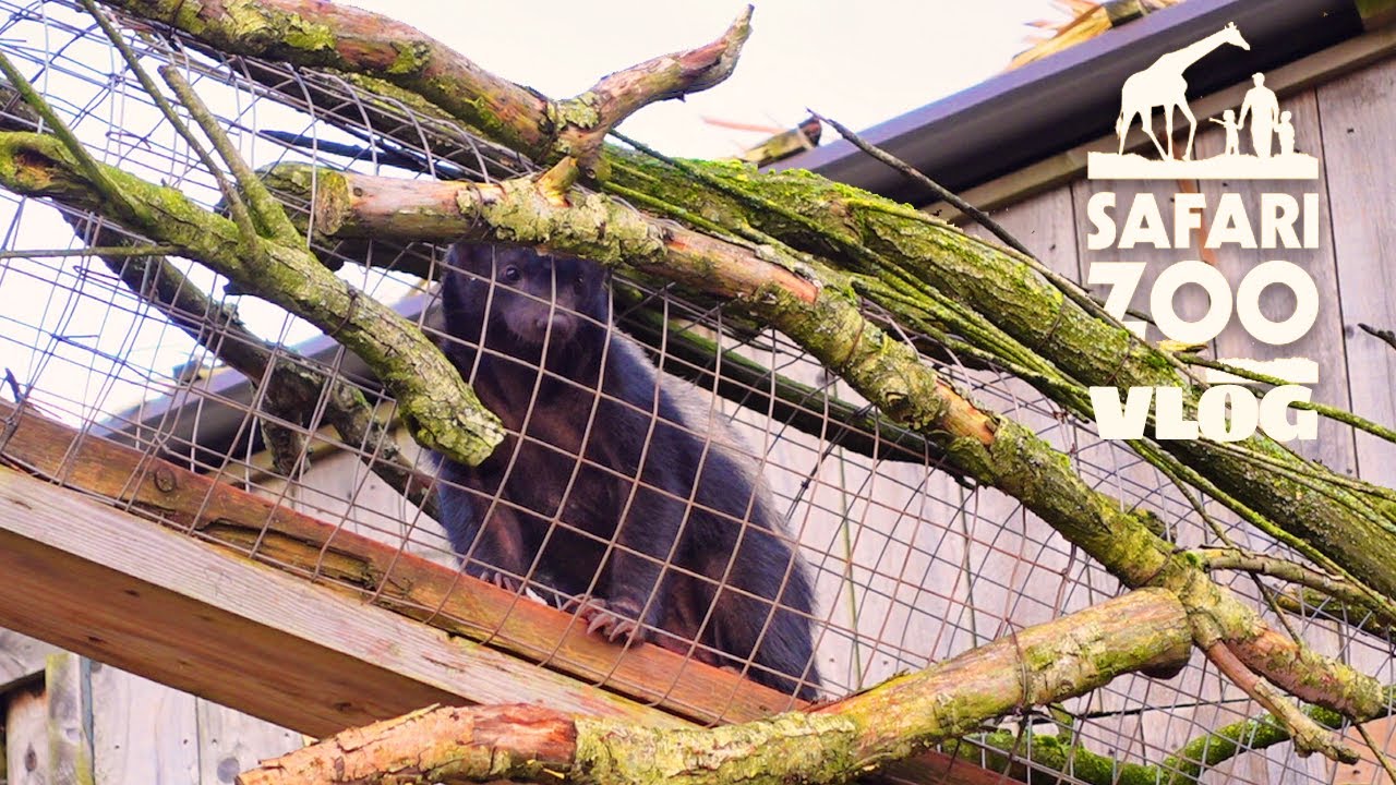 South Lakes Safari Zoo Vlog January 2024
