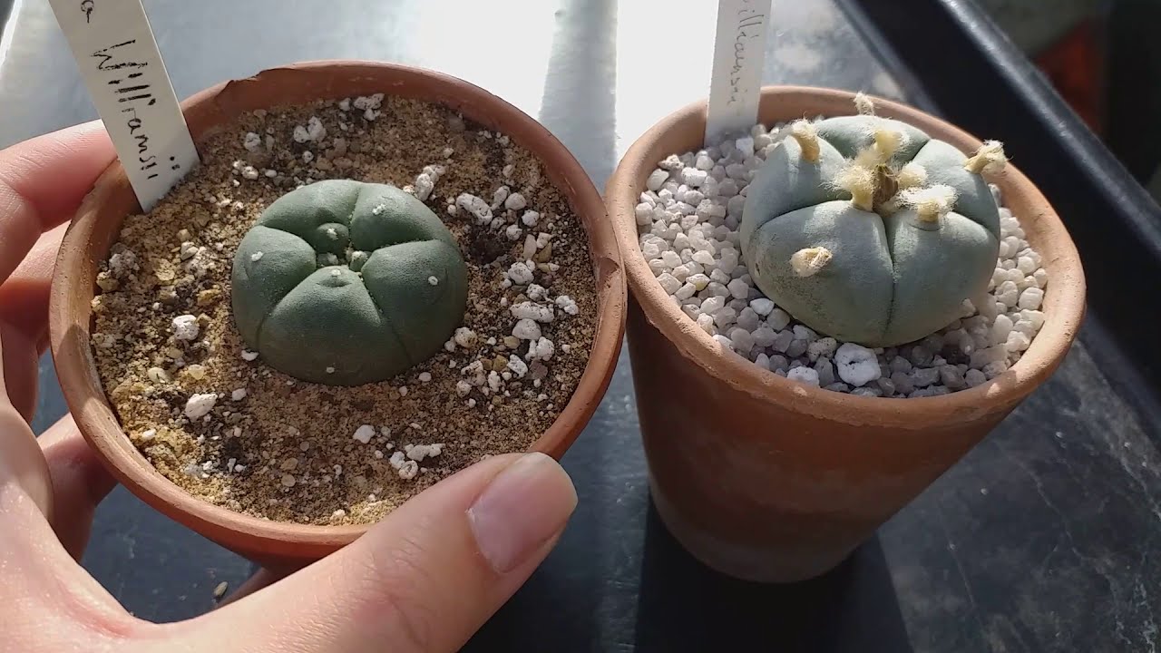 Lophophora Care!