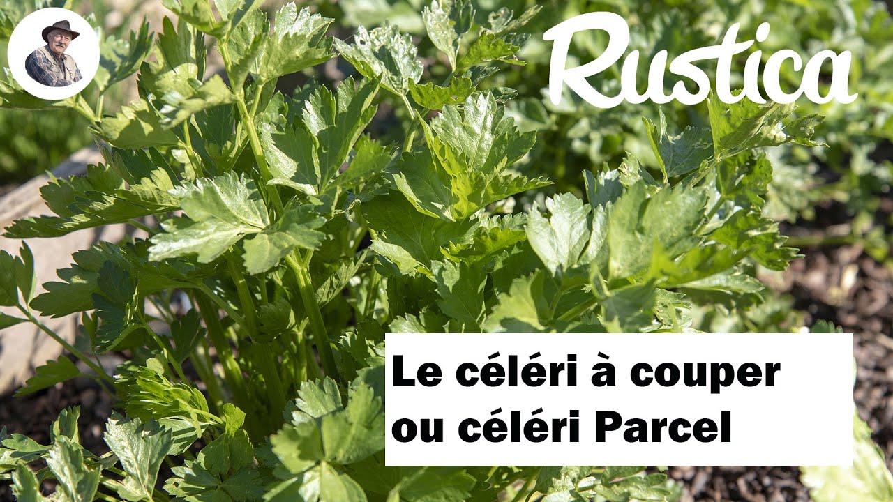 Réussir la culture du céleri à couper sous châssis ou en pot