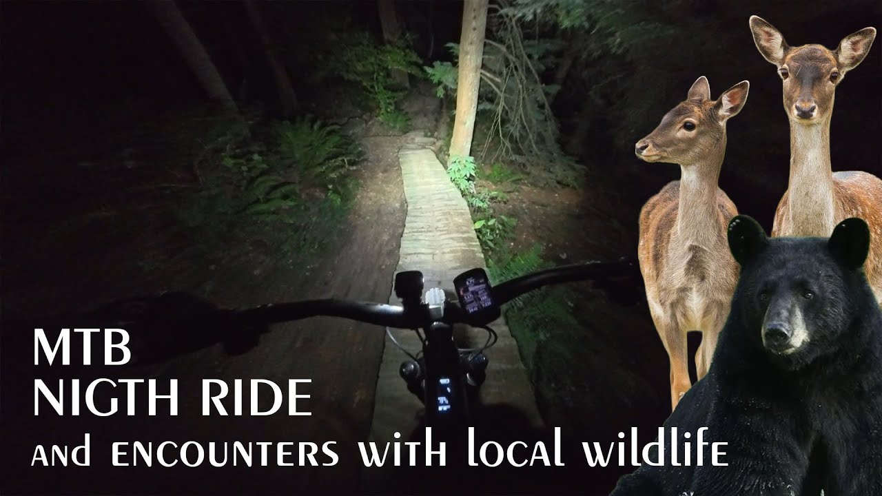 MTB Night Ride | Bear Encounter & Deer Sightings! 🐻🦌