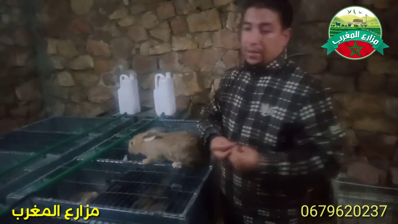 الجديد عند مزارع المغرب قطيع إحلال إناث أرانب جاهزة للعمل وبثمن جد مناسب(120درهم عمر ثلاثة أشهرونصف)
