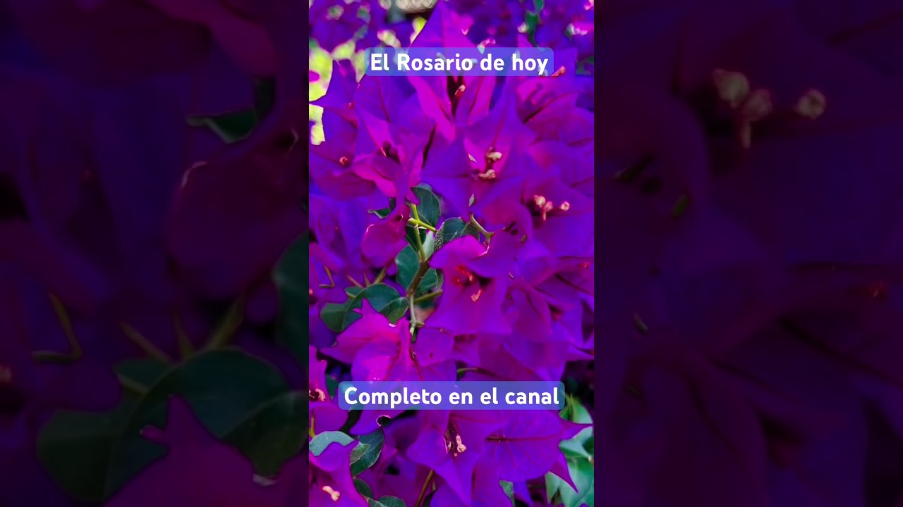 #elrosariodehoy #oracionescatolicas #oracionesalavirgen