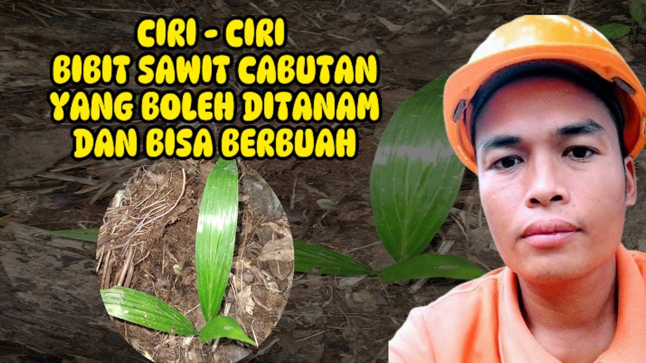 BIBIT SAWIT CABUTAN YANG BOLEH DITANAM DAN BISA BERBUAH