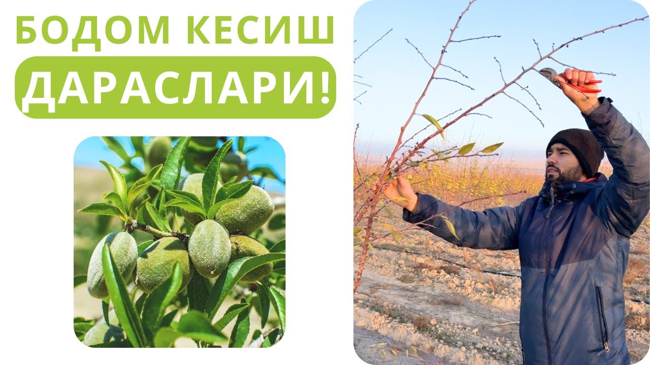 БОДОМ КЕСИШ ДАРСЛАРИ!