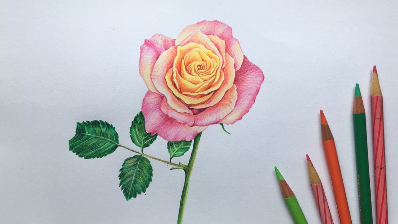Rose drawing in color pencils | how to draw a rose | flower drawing