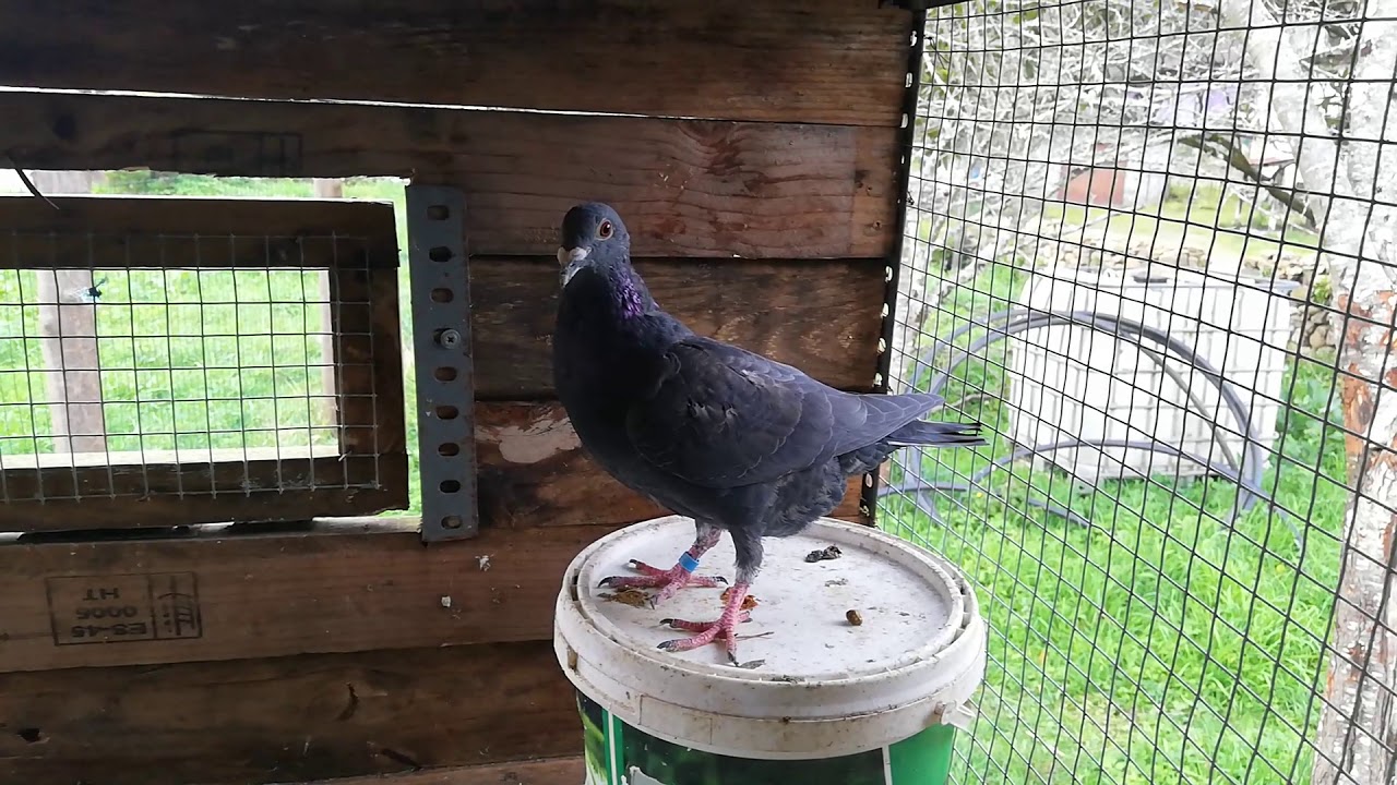 Palomas nuevas y palomar nuevo // Palomas mensajeras