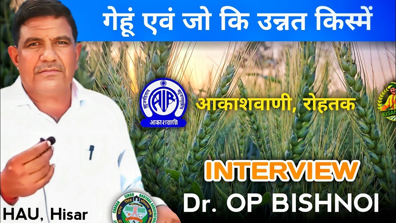 गेंहू एवं जौ की उन्नत किस्मे - डॉ.ओमप्रकाश बिश्नोई, गेंहू प्रजनक हरियाण कृषि विश्विद्यालय हिसार 2024