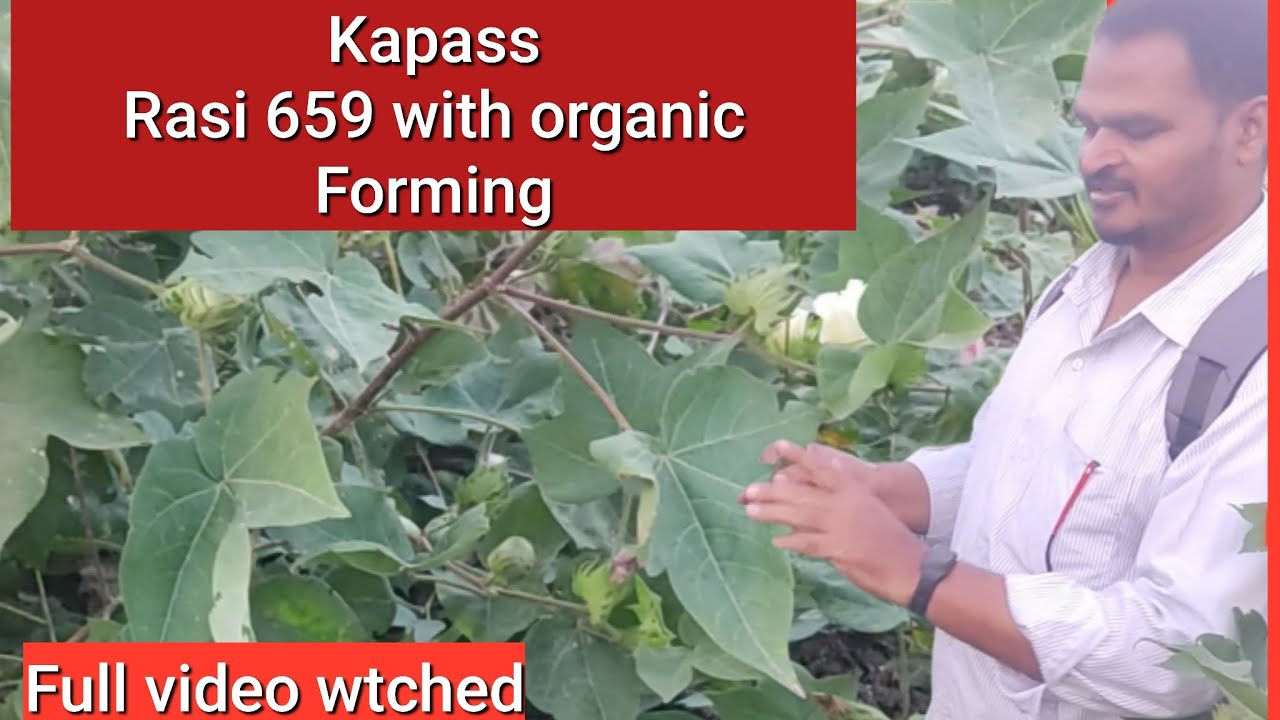 ☘️Raasi 659 kapas seeds || with organic farming || 