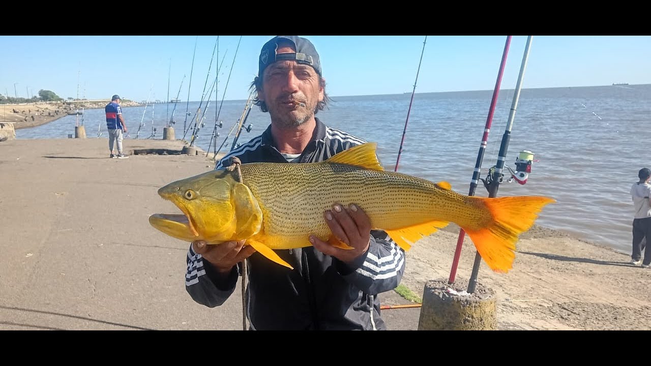 09 noviembre 2025 - Concuros pesca Costa Salguero - Dorado 8.600kg. Apoyen trabajo de Dany. Gracias