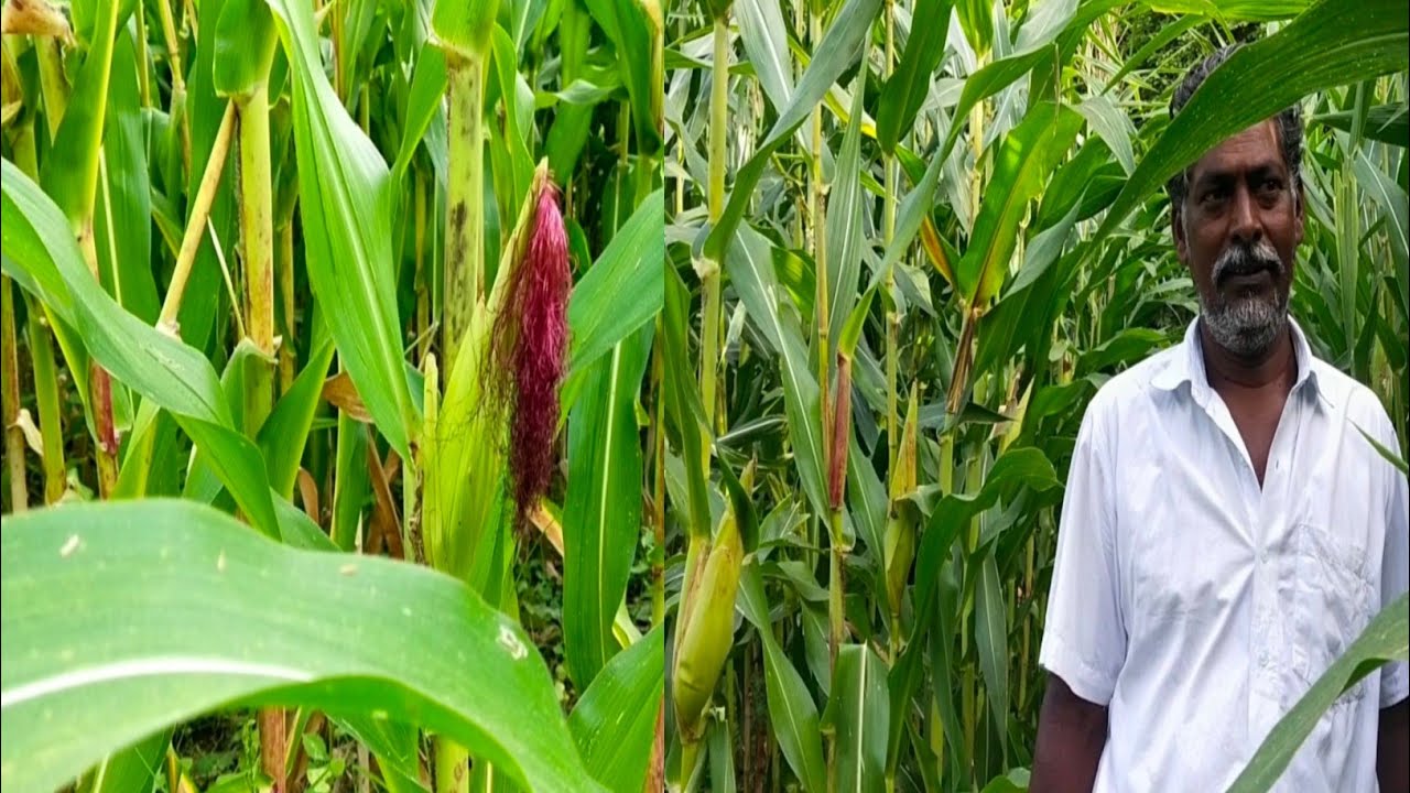 மக்காசோளம் பயிரிடுவது எப்படி 20வருட அனுபவத்தை கூறுகிறார் விவசாயி|solam sagupadi|vivasayee thozhan