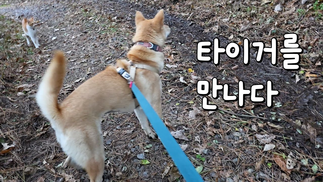 가루로 만들고 있습니다