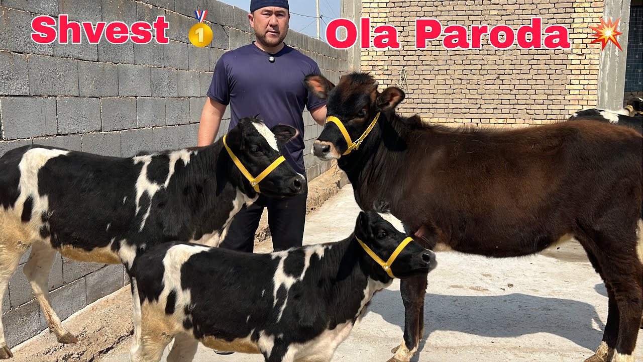 Shvest 🥇 va Ola Paroda G'unojinlar 🌍 || 8.500 dan boshlab ✅
