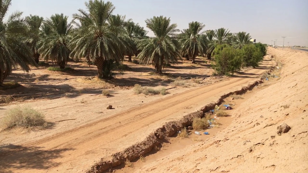 زراعة أشجار النيم على حدود المزارع كمصد وقائي ومكافح للآفات الزراعية