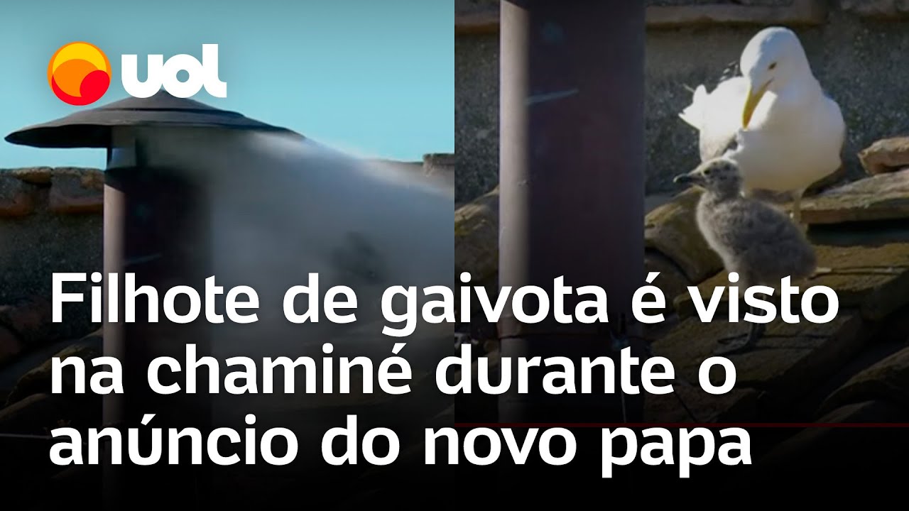 Habemus Papam: filhote de gaivota é flagrado perto da chaminé no momento da fumaça branca; vídeo