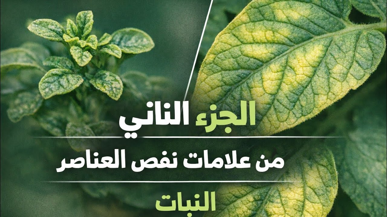 الجزء الثاني من علامات نقص العناصر النبات